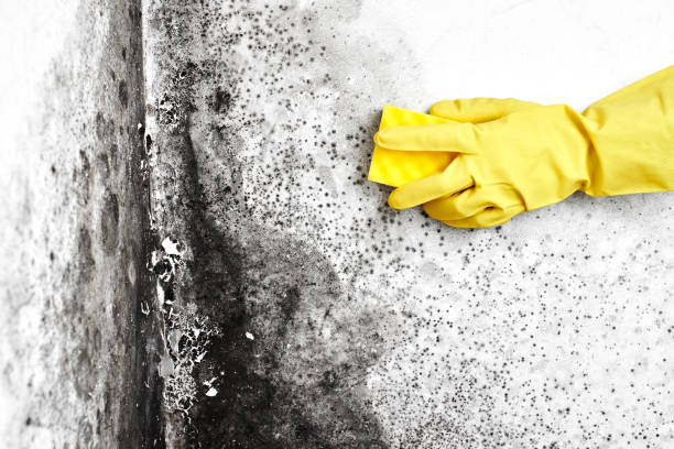 Best Mold Prevention Services  in Devens, MA